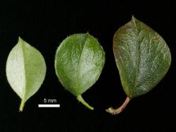 Cotoneaster divaricatus: Leaves, upper and lower surfaces.
 Image: D. Glenny © Landcare Research 2017 CC BY 3.0 NZ
